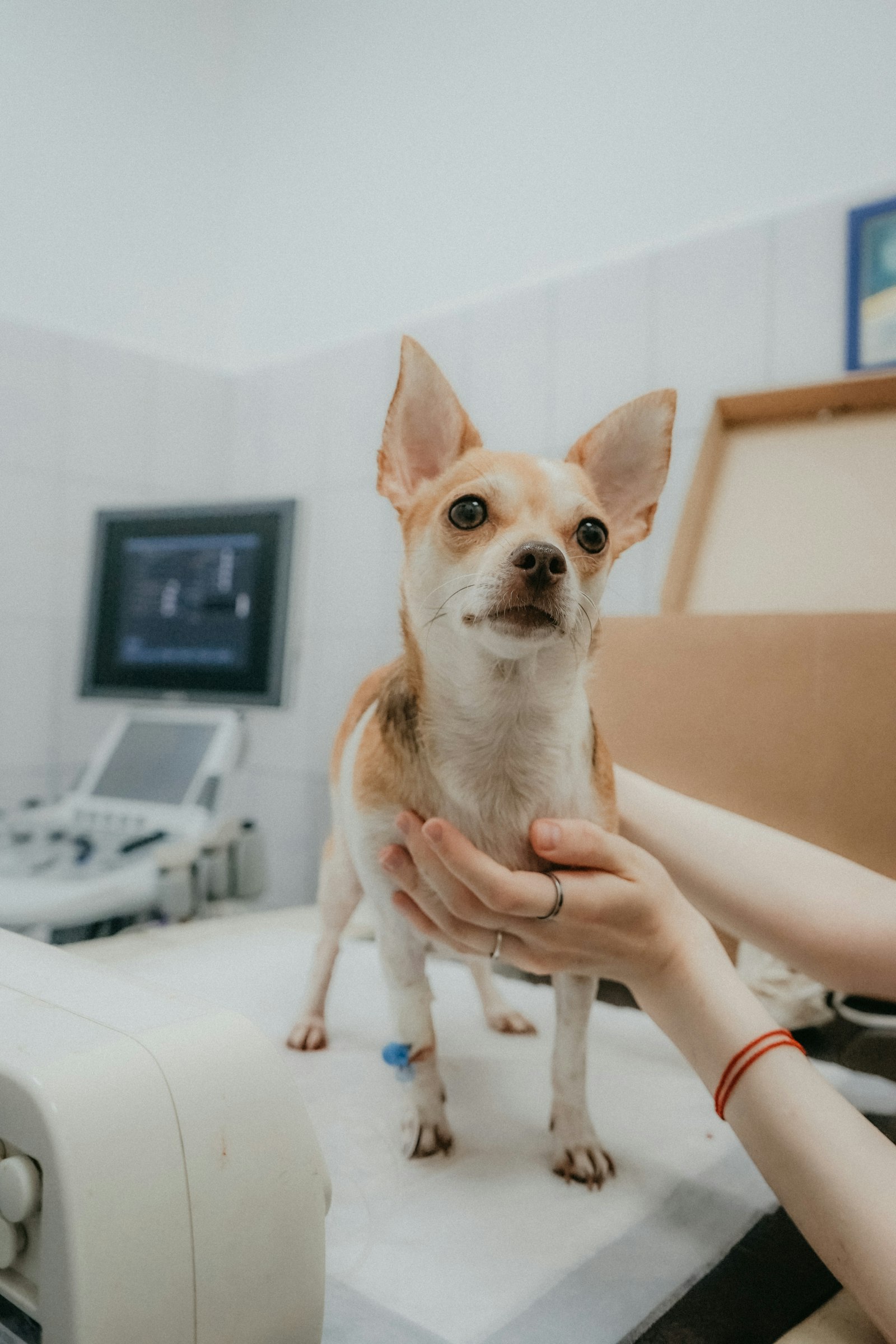 A pet owner holding their dog